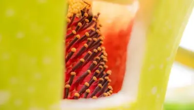 Dünyanın en kötü kokan çiçeği: İlk kez 1990 yılında açmıştı