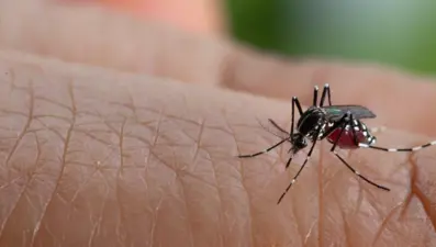 Hindistan'da dang humması  113 can aldı