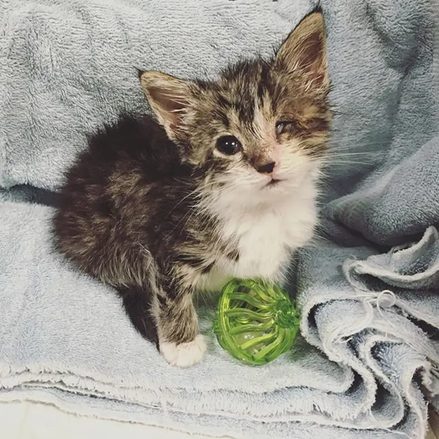 Hayatını kedileri kurtarmaya adadı 322