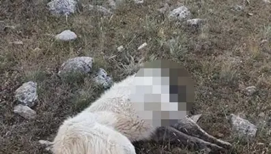 Yayladaki 7 köpek zehirlendi