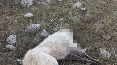 Yayladaki 7 köpek zehirlendi