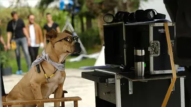 İnternet dizisi 'Dikkat Köpek Var' sinemaya uyarlanıyor