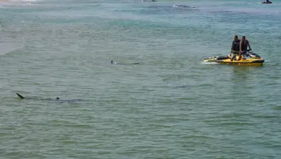 İsrail’de köpek balığı saldırısı: Kayıp yüzücü aranıyor