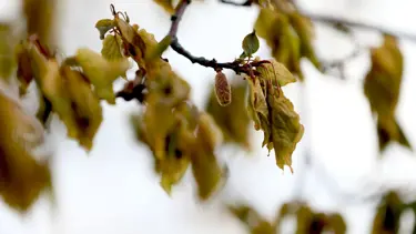 Zirai don felaketi için Meclis Araştırma Komisyonu kuruldu