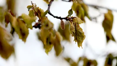 Zirai don felaketi için Meclis Araştırma Komisyonu kuruldu