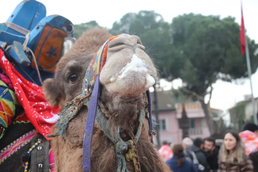 Develer podyuma çıktı, en yakışıklısı seçildi 