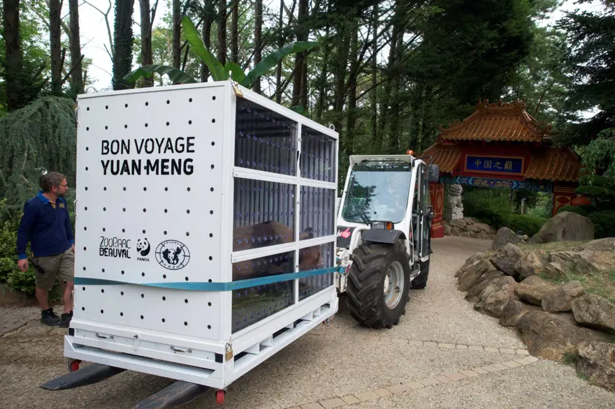 Fransa'da doğan ilk panda Yuan Meng'e uzun yol görevi: Neslini devam ettirecek 13 Fransa'da doğan ilk panda Yuan Meng'e uzun yol görevi: Neslini devam ettirecek 13