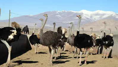 "Batarsın" dediler, kimseyi dinlemedi! 20 bin deve kuşu hedefliyor