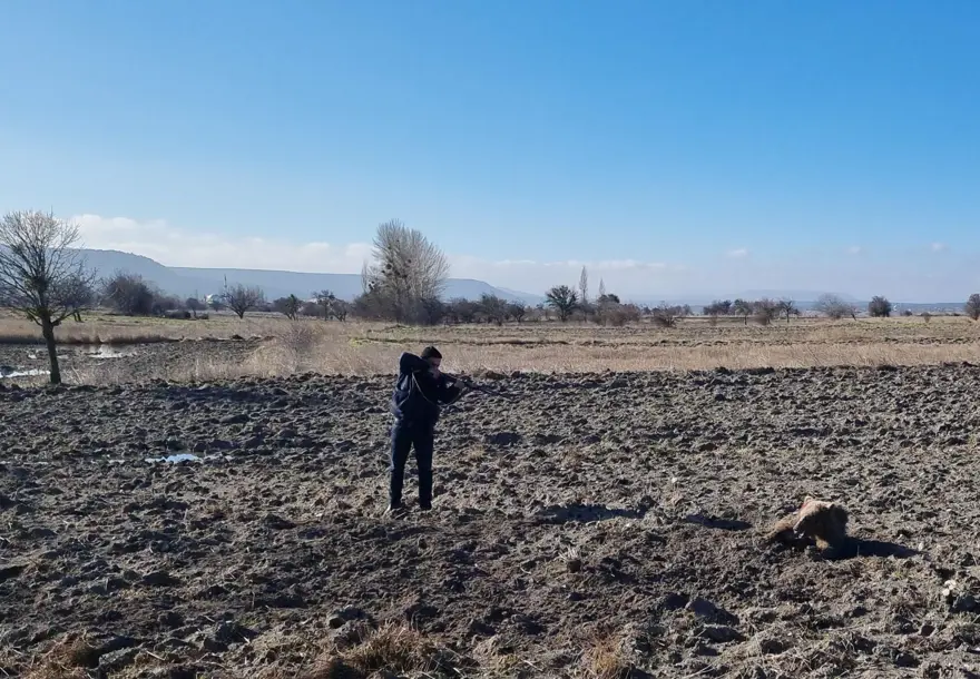 Yaralı bulunan bozayı, bayıltılarak tedaviye götürüldü 5