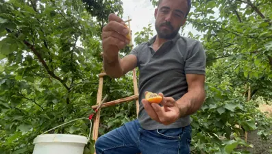 50 TL ile 70 TL arasında alıcı buluyor: Tadı damakta bırakan lezzet