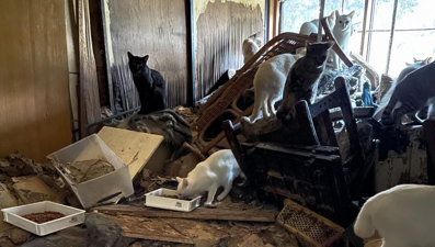 Japonya'da hastaneye kaldırılan adamın 170 kedisi evde aç susuz kaldı