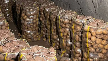 Türkiye'ye yurt dışından gelen tonlarca patates virüslü çıktı