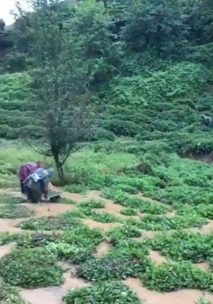 Rize'yi sel vurdu: Vatandaşlar yaş çaylarını kurtarmaya çalıştı 7
