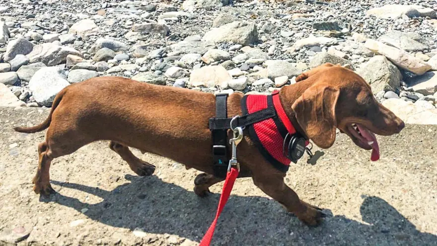 AVUSTRAL'YANIN SEYAHAT YASAĞI PİP'İN GELMESİNE İZİN VERMEDİ AVUSTRAL'YANIN SEYAHAT YASAĞI PİP'İN GELMESİNE İZİN VERMEDİ