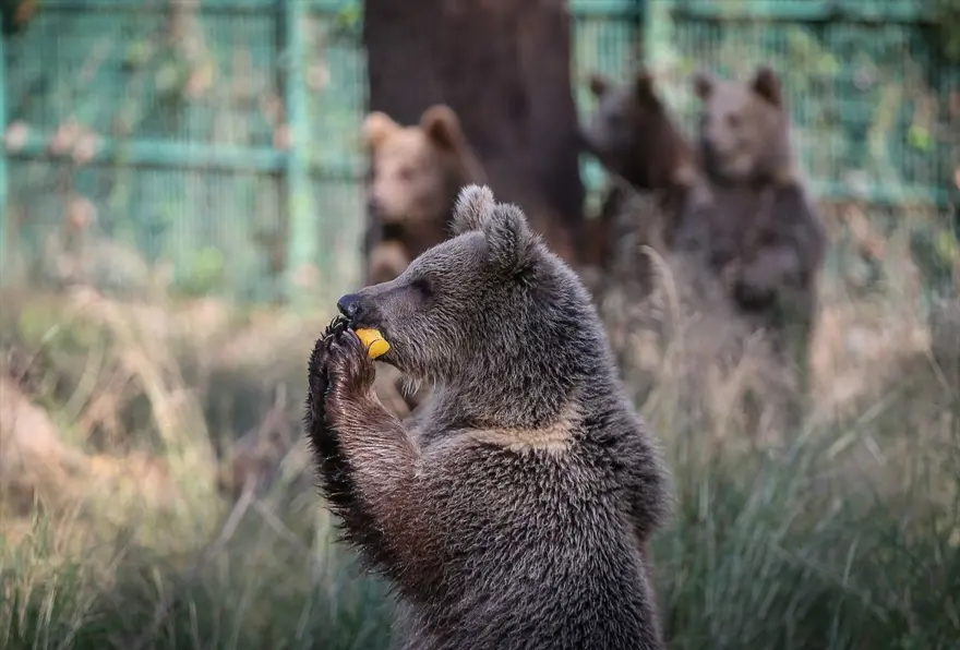 Türkiye'nin tek ayı barınağı Ovakorusu'nun maskotu oldular 7