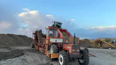 Gece gündüz tarladalar: Toplamak için zamanla yarışılıyor