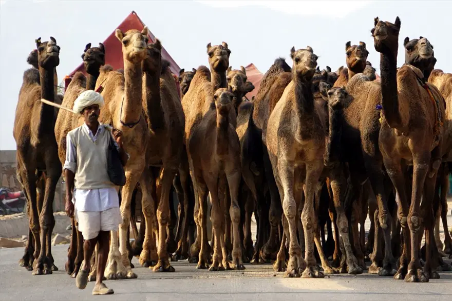 Hindistan'da Pushkar Deve Fuarı 14