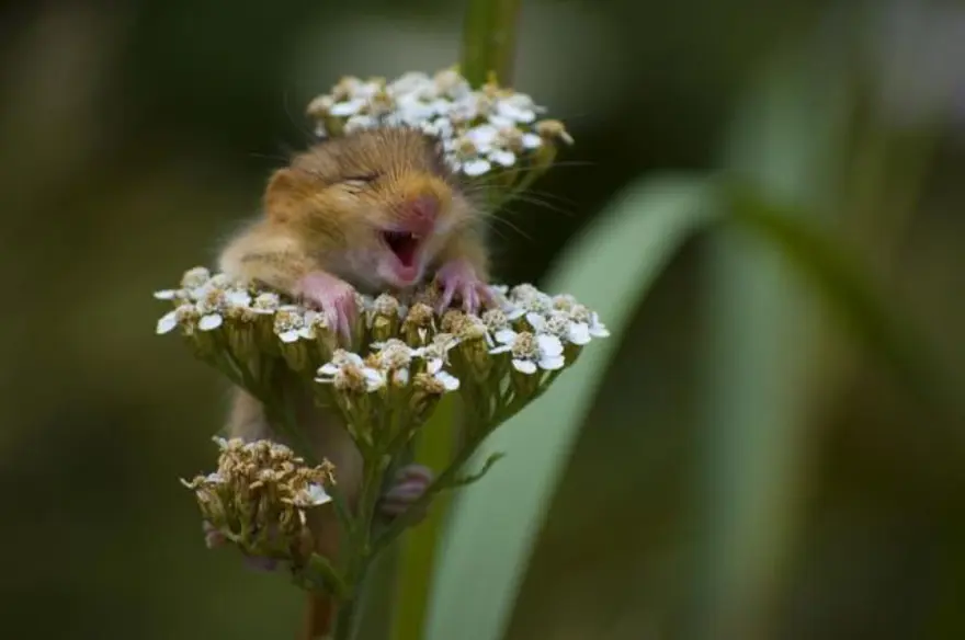 Hayvanların en sevimli halleri - 16 1