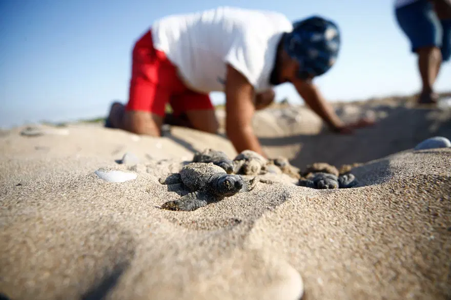 Caretta carettalar yumurtalardan çıkmaya başladı | Akdeniz’leilk buluşma 5