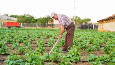 Aralık ayının en pahalı sebzesi oldu
