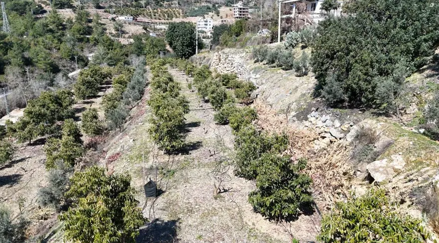 250 GRAM AVOKADO TANESİ 55 LİRA 2