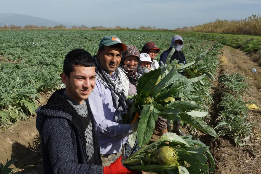 Enginarda soğuğa karşı seferberlik ilan edildi 7 Enginarda soğuğa karşı seferberlik ilan edildi 7