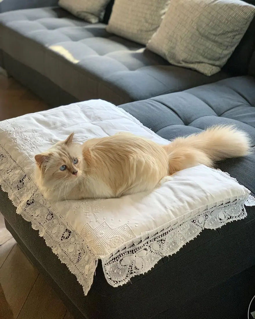 Karl Lagerfeld'in kedisi Choupette mirasın tadını Paris'te çıkarıyor 3 Karl Lagerfeld'in kedisi Choupette mirasın tadını Paris'te çıkarıyor 3