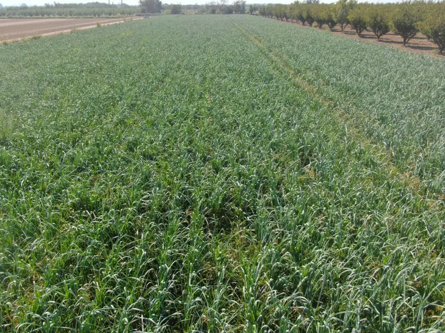 GÜN DOĞUMUYLA BAŞLAYAN HASAT 6