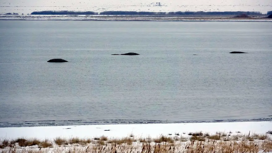 Flamingoların uğrak noktasında adacıklar oluştu 4
