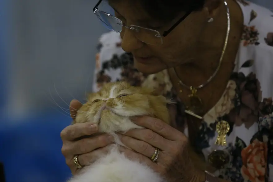 Kedi fuarından renkli fotoğraflar (Catsburg) 30