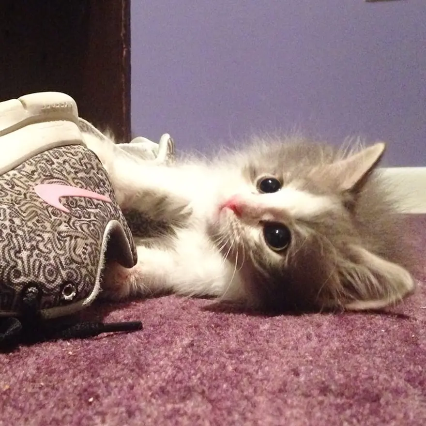 Hayatını kedileri kurtarmaya adadı 55