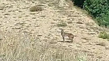 Doğanın özel avcısı "Vaşak" Tunceli’de görüntülendi