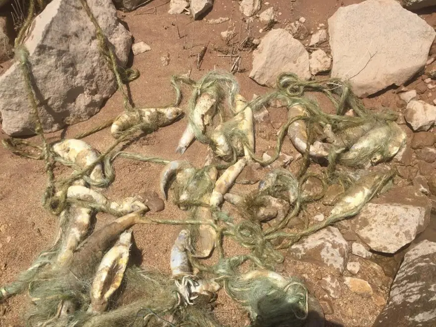 Siirt'te suya kaçak ağ bıraktılar: Çok sayıda balık telef oldu 5