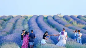 Devlet desteğiyle kurulan "mor bahçeler" yaygınlaşıyor: Turistlerden yoğun ilgi