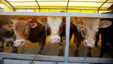 Kurban pazarları kurulmaya başladı: 2025 kurbanlık fiyatları ne kadar?