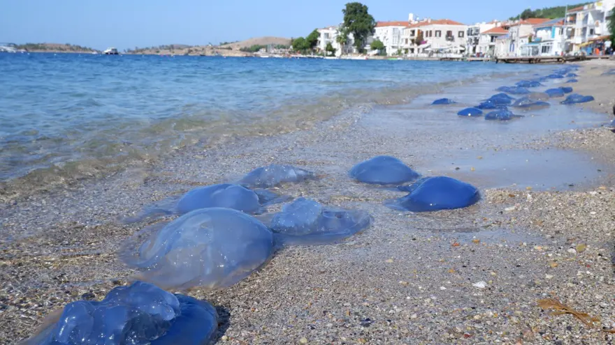 Foça plajlarında denizanası istilası Foça plajlarında denizanası istilası
