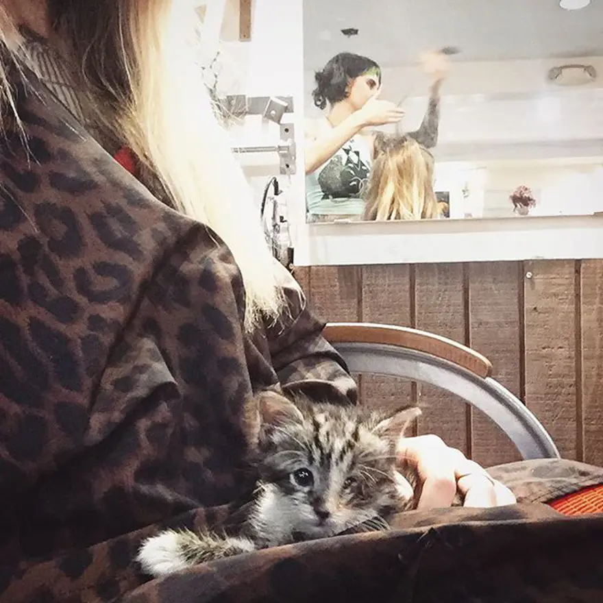 Hayatını kedileri kurtarmaya adadı 317