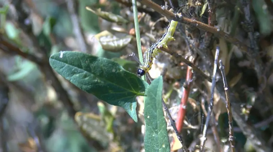 Çayır tırtılı İstanbul'da parklara indi 7