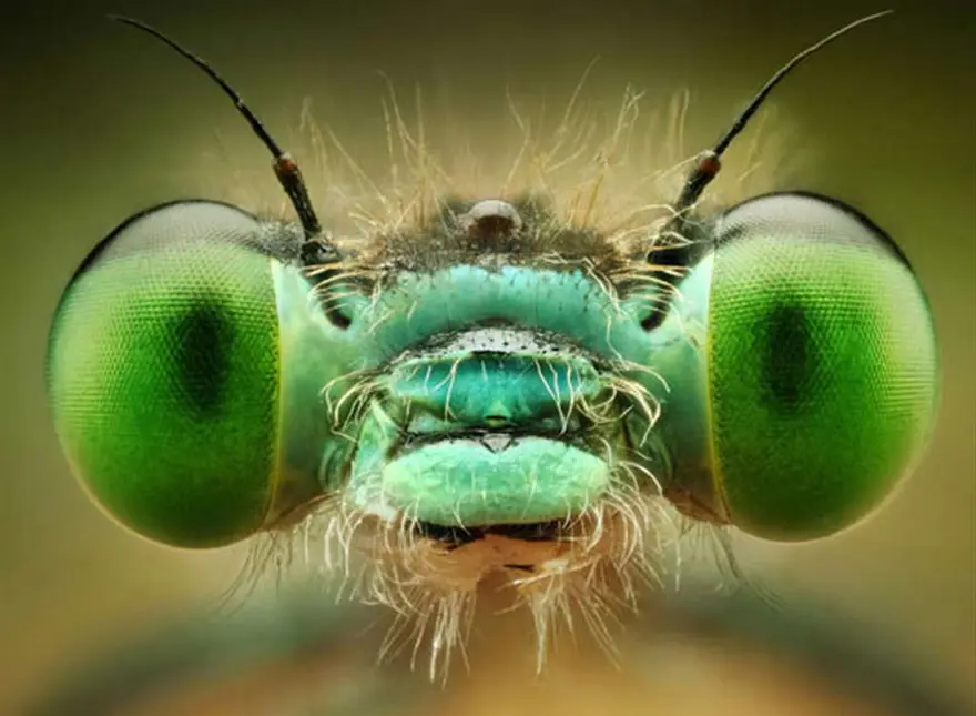 Bu kadar yakından görmediniz 3