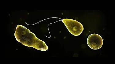 ABD'de beyin yiyen amip paniği