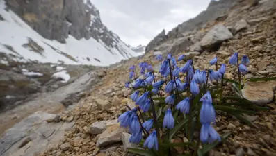 Karlar eridi, Munzur Dağları'nda mavi kardelenler ve süsenler ortaya çıktı