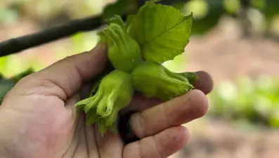 Düzce'den rekor: 13 bin ton fındık ihraç edildi