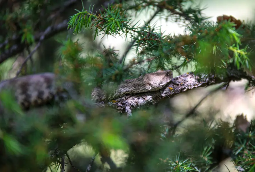Tunceli'de 'koca engerek' görüldü 3