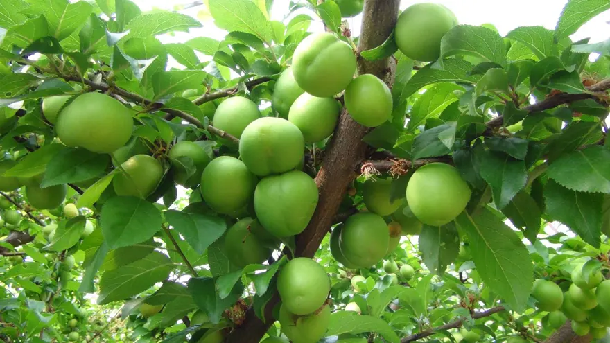 ''BU ŞEKİLDE DEVAM EDERSE ÜRETİCİNİN YÜZÜ GÜLER'' 4