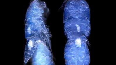 Türk bilim insanları Antarktika'da yeni bir canlı türü keşfetti