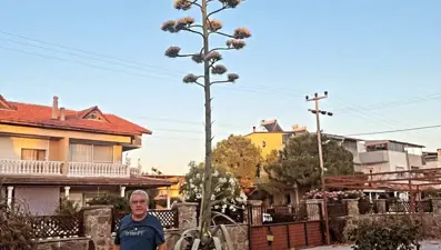 30 yıllık agave çiçek açtı: "Sabır otu" olarak da biliniyor