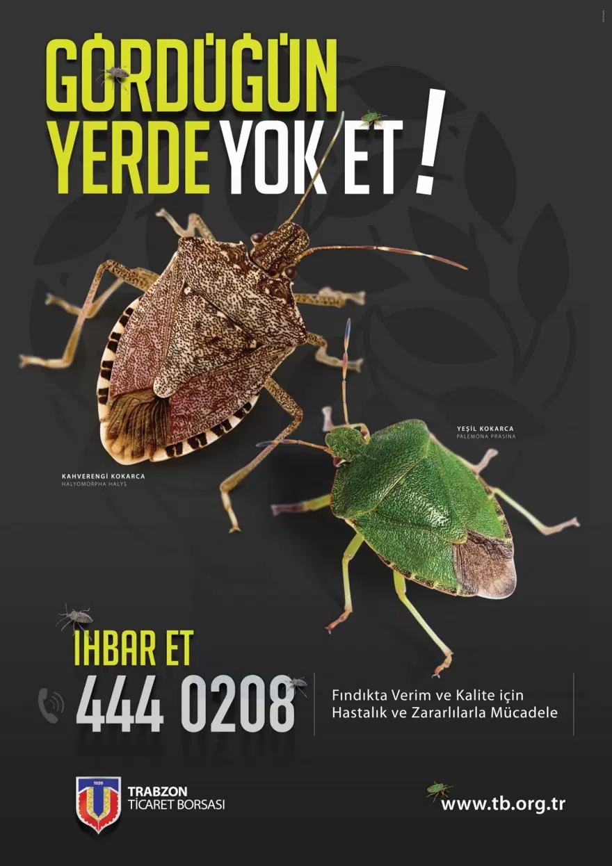 İstilacı 'kokarca'ya karşı 30 bin samuray arı yetiştiriliyor 5 İstilacı 'kokarca'ya karşı 30 bin samuray arı yetiştiriliyor 5