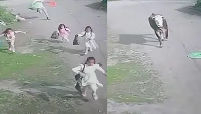 Kaçan boğa çocukları kovaladı