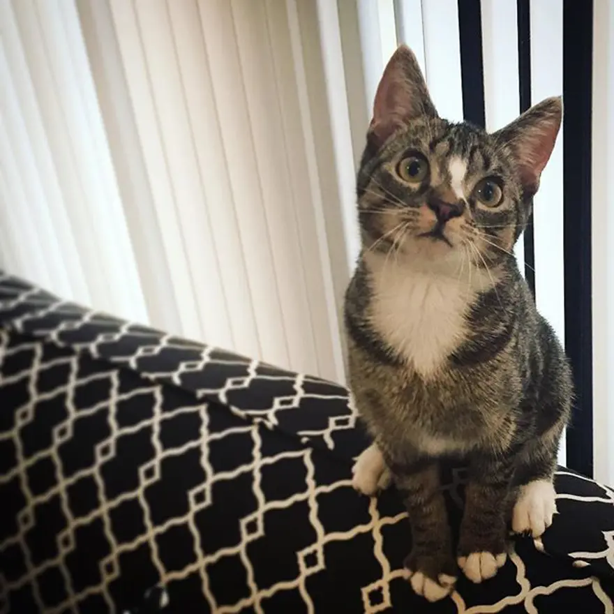 Hayatını kedileri kurtarmaya adadı 299