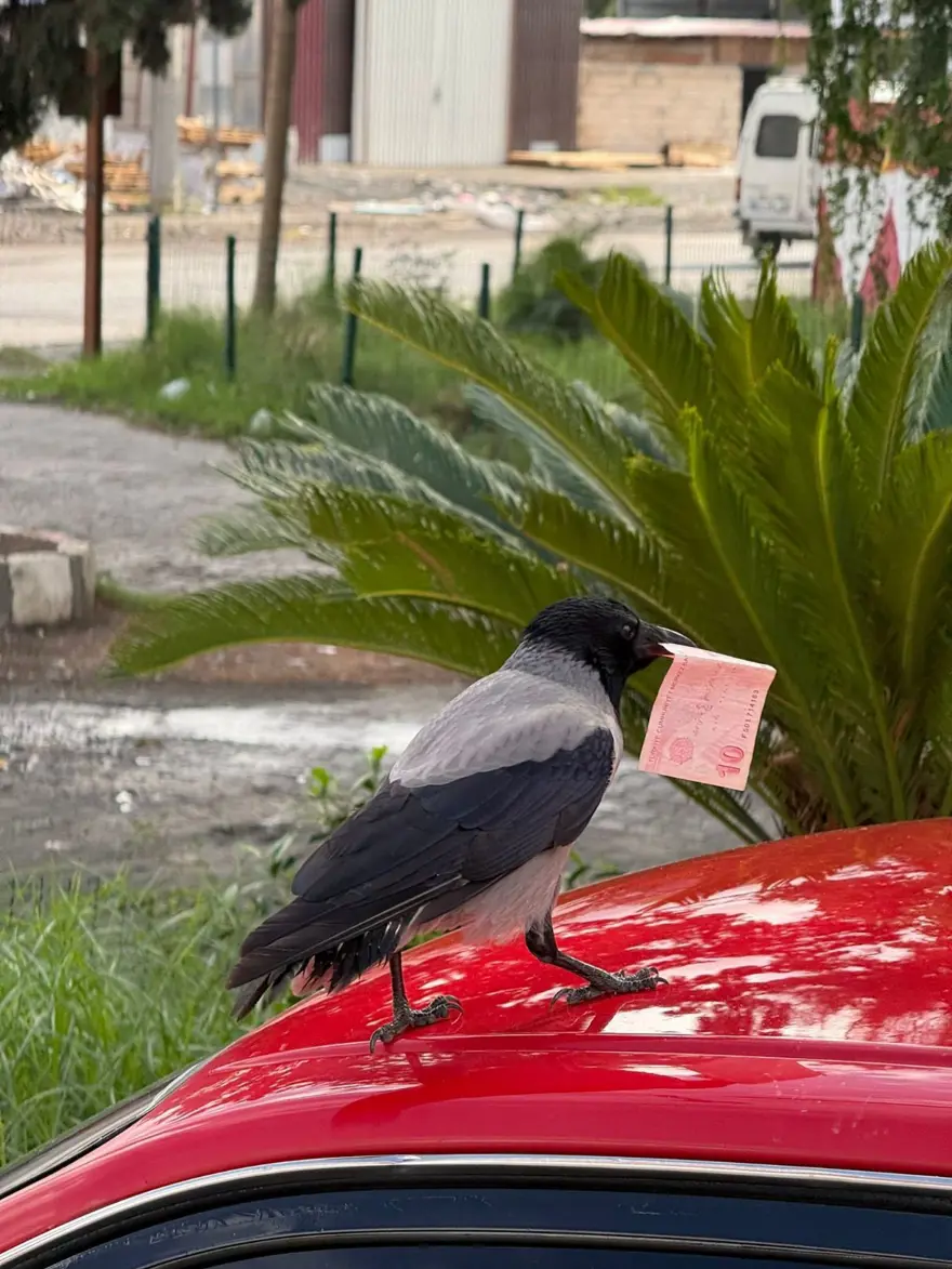 Poğaçayla besliyordu: Kargaya 10 TL'sini kaptırdı Poğaçayla besliyordu: Kargaya 10 TL'sini kaptırdı